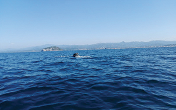 Rincón de Guayabitos